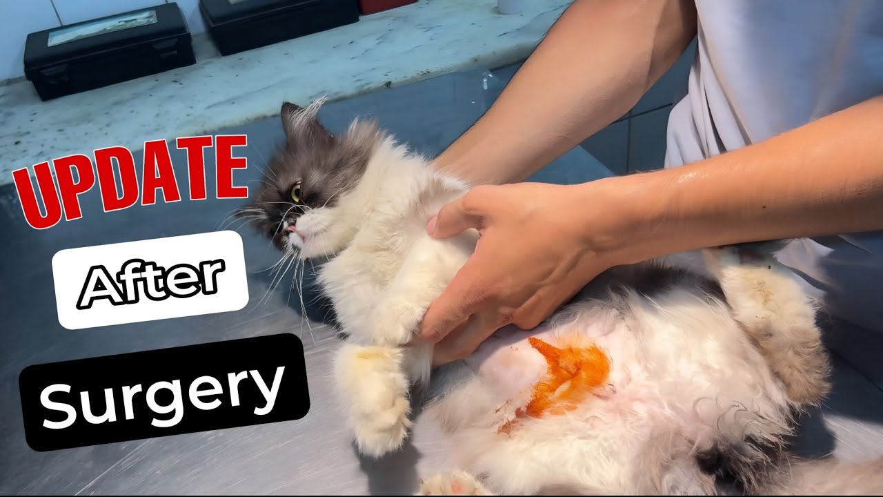 Update After Cat Spaying Surgery | Post Operate Precautions after Cat Spaying