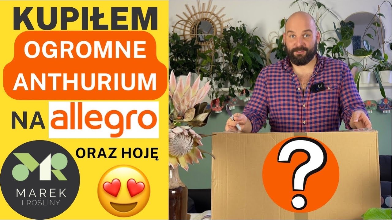 Kupiłem OGROMNE anthurium na allegro oraz nową hoję