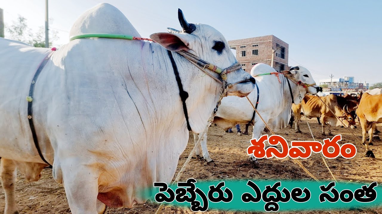 పెబ్బేరు శనివారం ఎద్దుల సంత-ongole cattles prices-ox prices-pebbair market-pebbair santha-bull shows