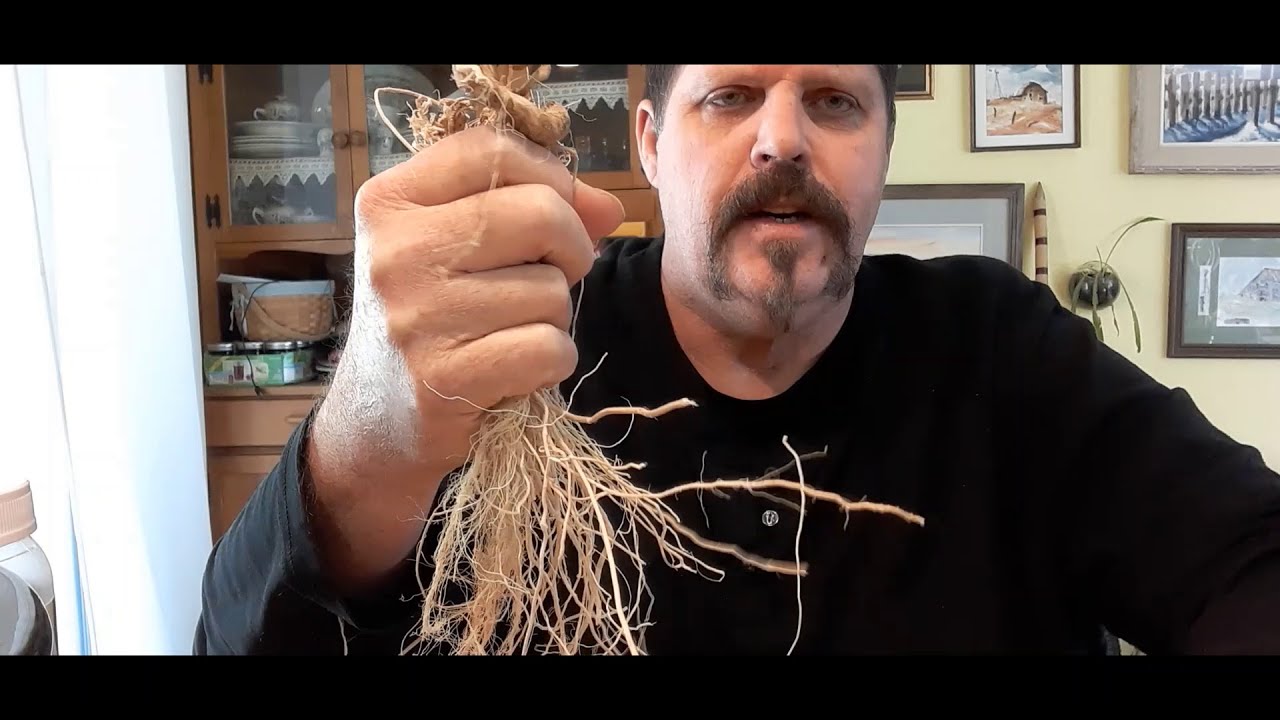 Using Cannabis Roots