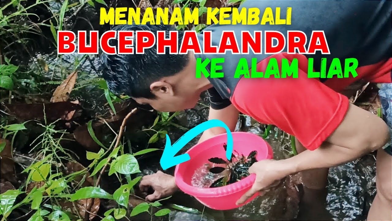 Menanam Kembali Bucephalandra ke Alam Liar | Bucephalandra Replanting