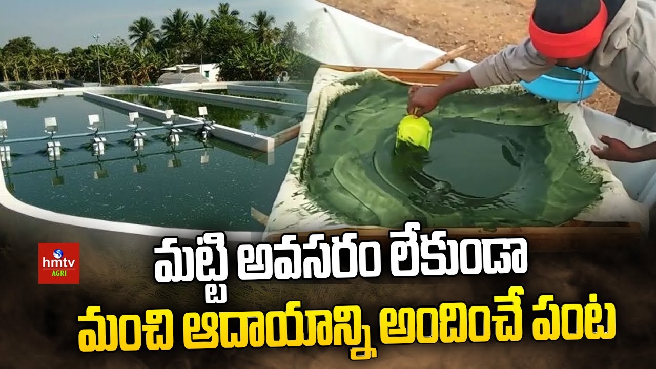 మట్టి అవసరం లేకుండా మంచి ఆదాయాన్ని అందించే పంట | Spirulina Farming | hmtv Agri