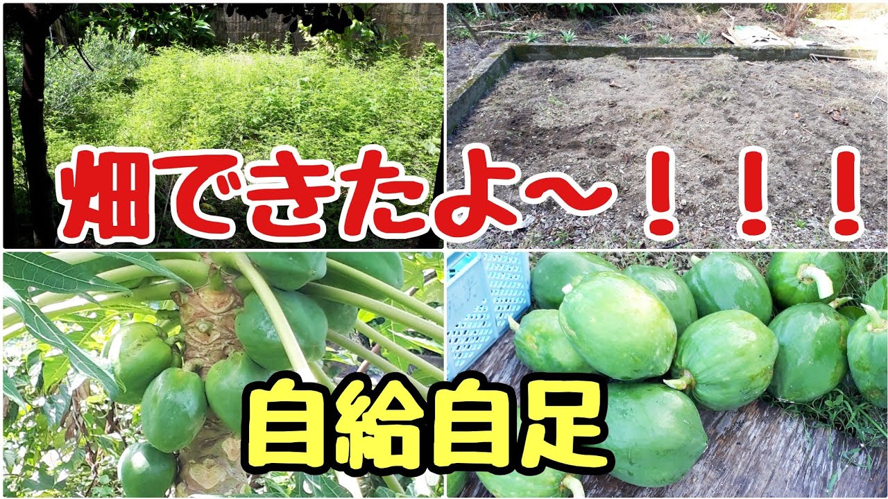 【沖縄田舎暮らし】限界集落で畑を作ってみました‼️