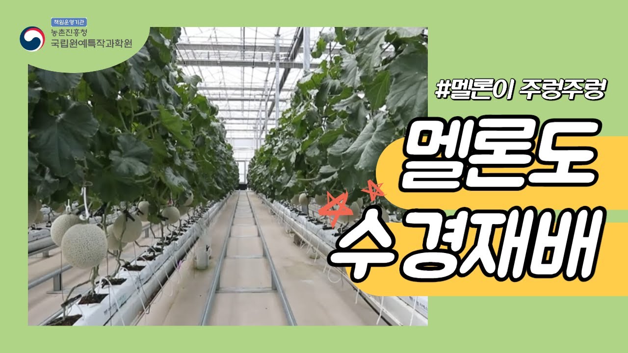 멜론도 수경재배 시대