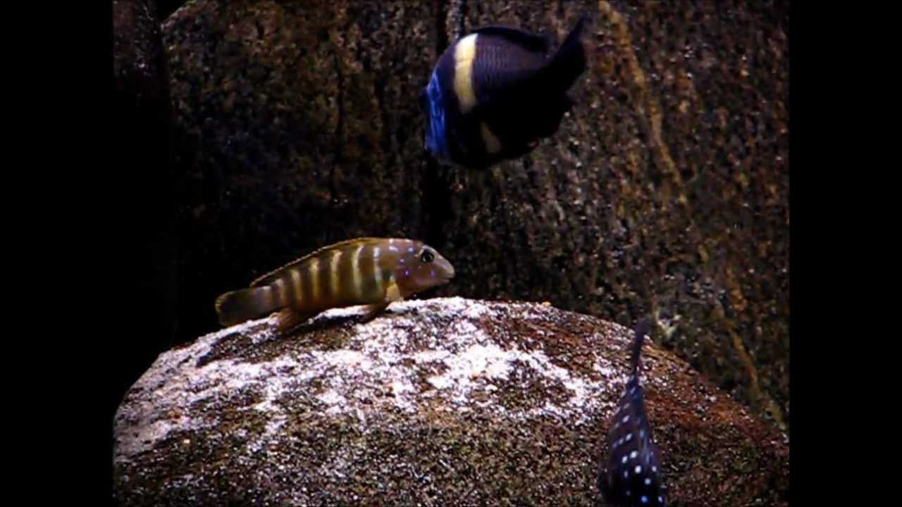 Eretmodus cyanostictus Kigoma HD.wmv