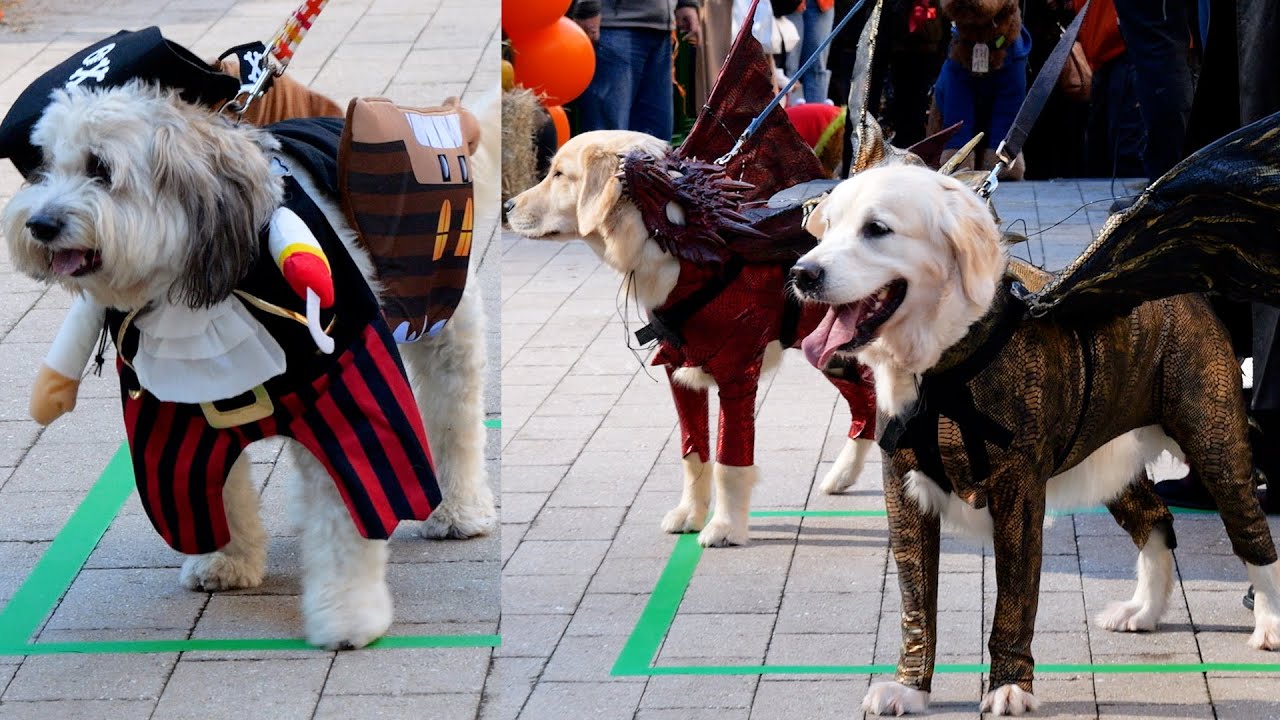🐕 🐩 Doggone Dog Halloween parade costume contest 2022 Boston Panasonic GH6 10 bit 422 4K60