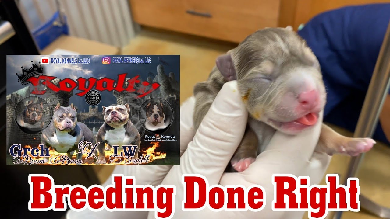 Progesterone/ C-section/ New Born Puppies