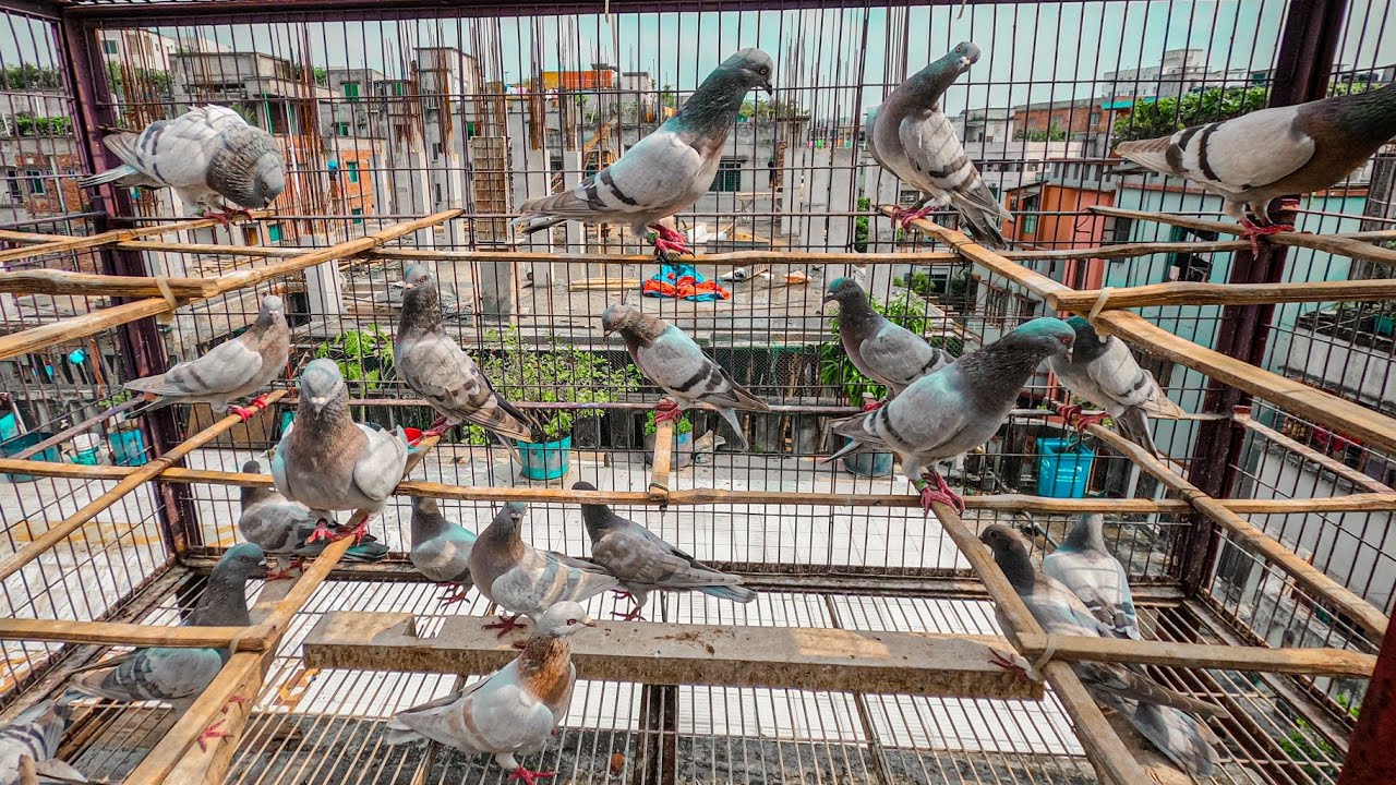 অসংখ্য রেজাল্ট করা সুরমা খাকি কবুতরের খামার | Best china khaki pigeon in Bangladesh