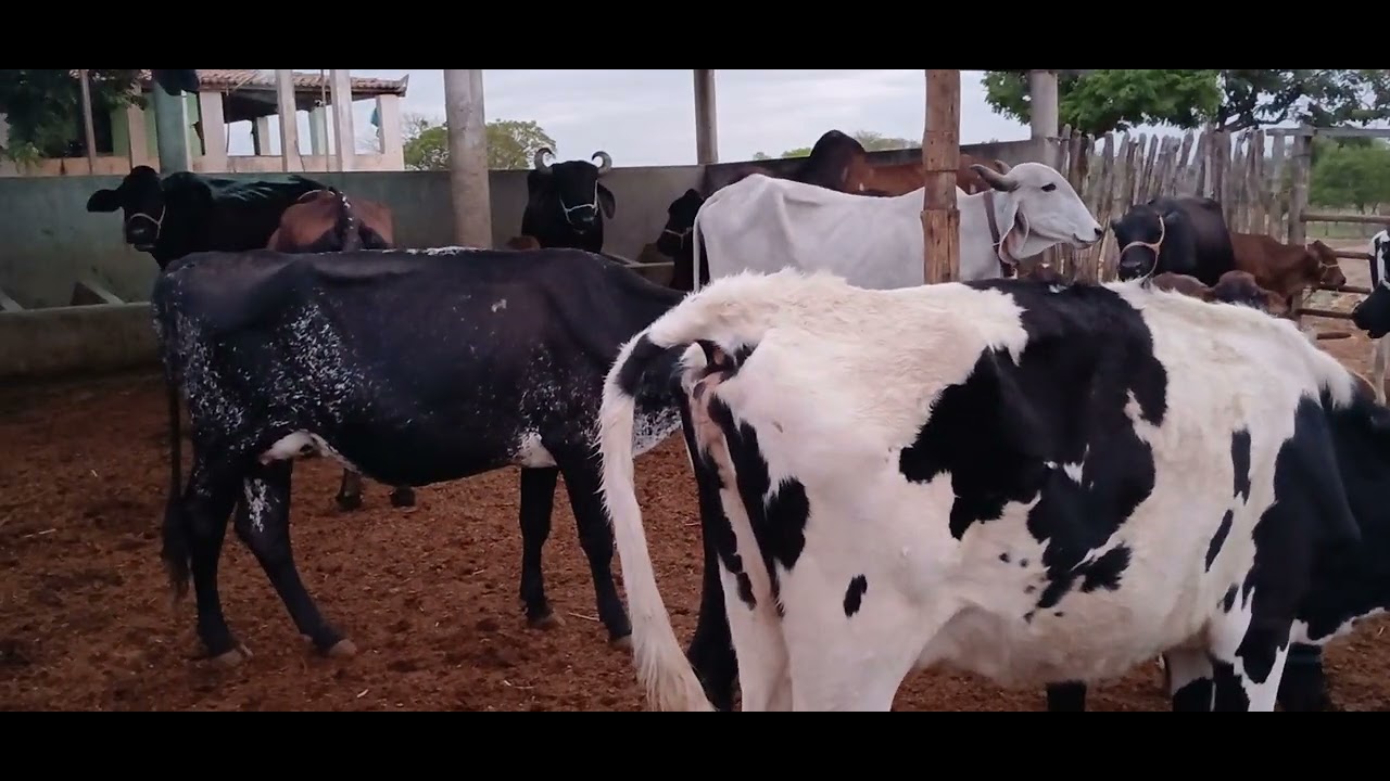 Bom dia, gente mais um vídeo aqui top da roça.🌵