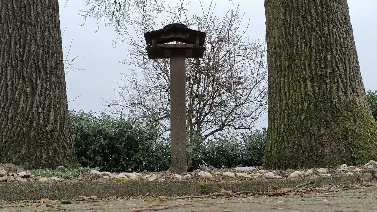 Vogelparadies bei uns im Garten 😍