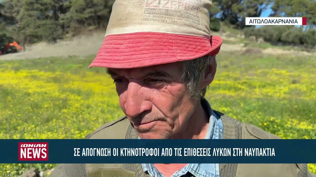 Σε απόγνωση οι κτηνοτρόφοι από επιθέσεις λύκων στη Ναυπακτία
