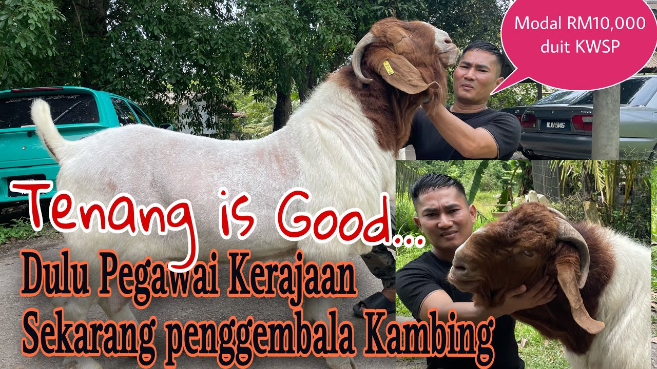 Kambing Boer 'Pet' Zaman Now bikin Hasil Lumayan