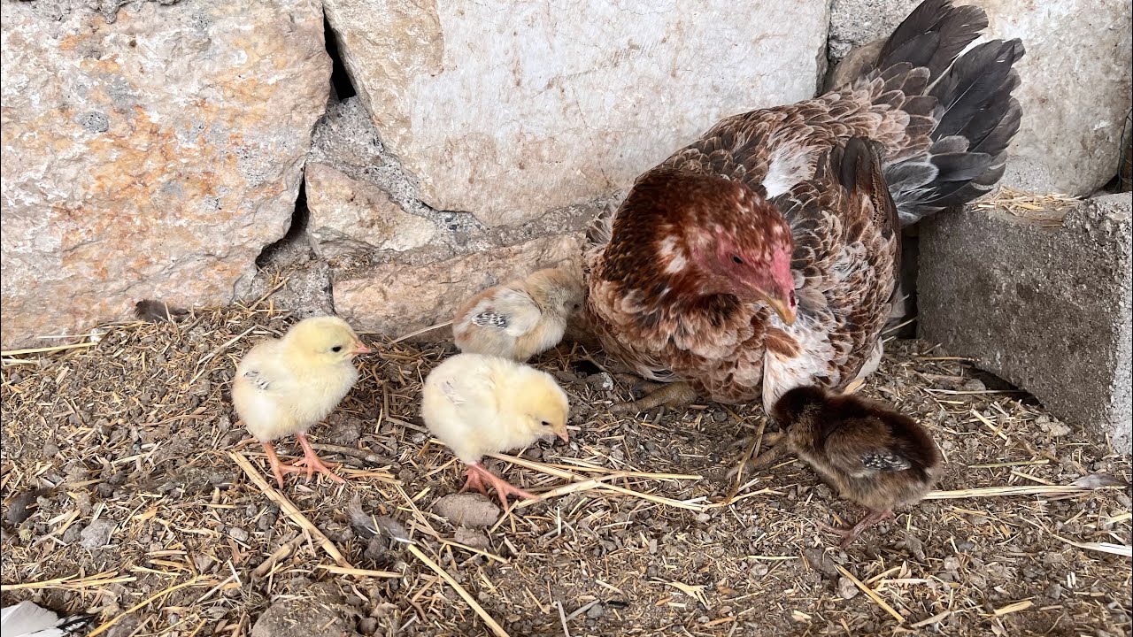 Civcivleri Annelerinden Ayırmalı mıyız ? En İyi Civciv Nasıl Büyür ? #hint #cochin #egg
