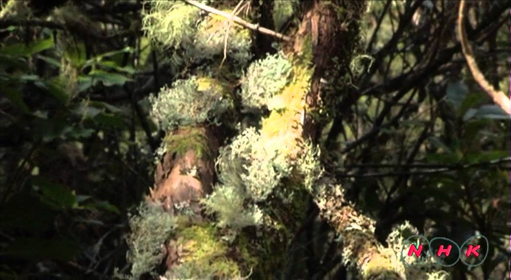 Laurisilva of Madeira (UNESCO/NHK)
