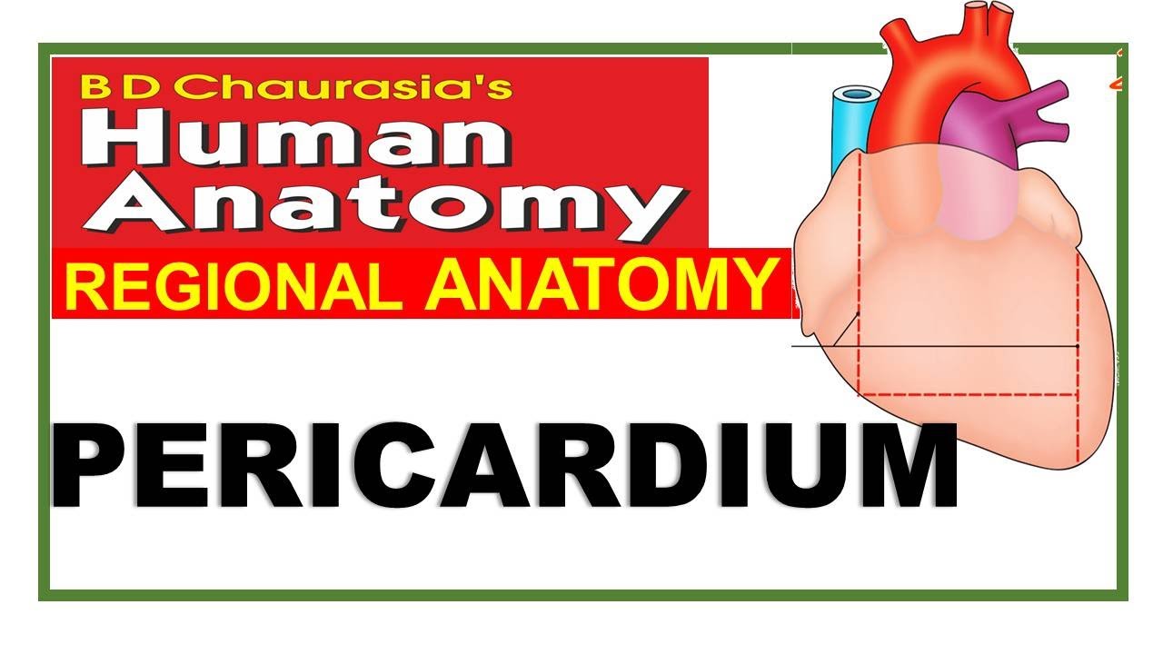 Chp18 | Pericardium | BDC Vol 1 | Thorax | Dr Asif Lectures