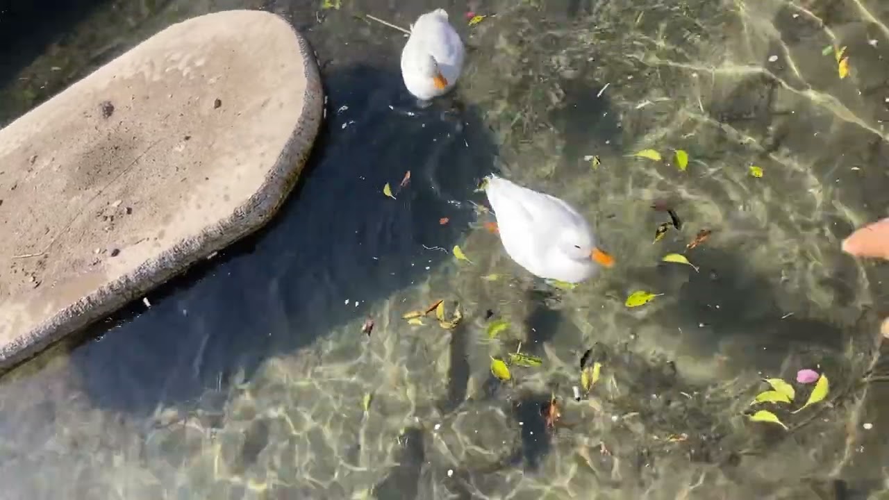 Auちゃん 最近　すごく　凶暴。　攻撃がすごい！