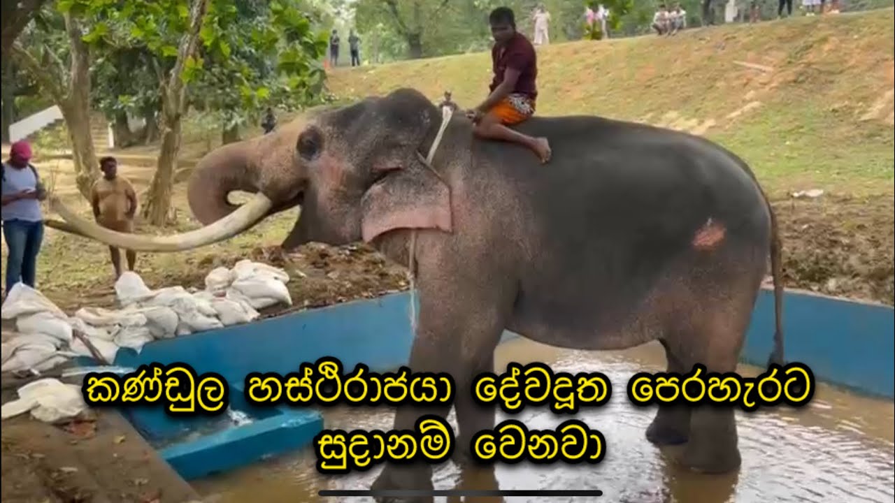 කණ්ඩුල හස්ථිරාජයා | Kandula | Kelaniya 