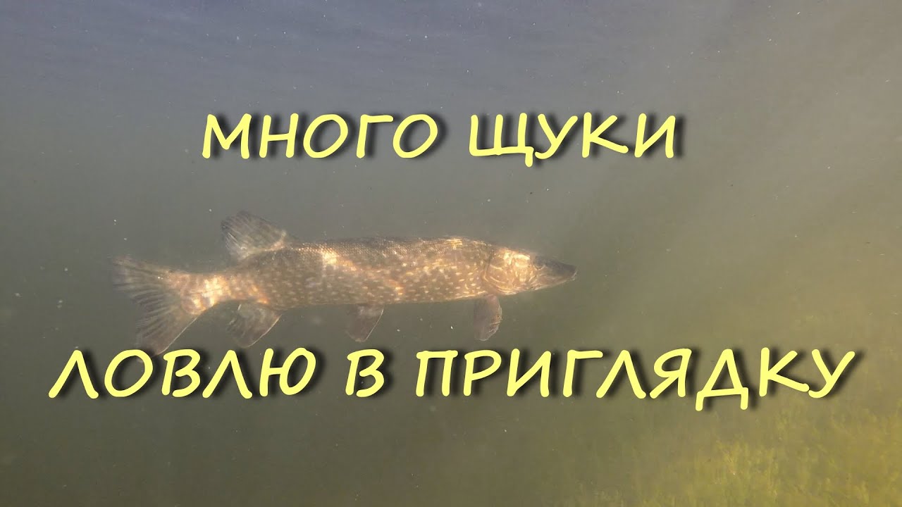 ТАЕЖНОЕ ОЗЕРО ,ГДЕ ИЗ РЫБЫ ТОЛЬКО ЩУКА. ПОДВОДНЫЕ СЬЕМКИ. КАК РАЗГАДАТЬ СЕКРЕТ ЭТОГО ОЗЕРА.