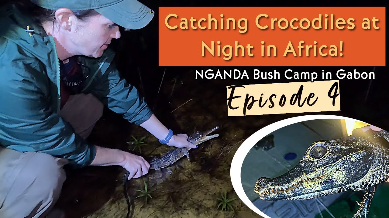Catching Crocodiles in Africa: 3 Species at NGANDA in Gabon