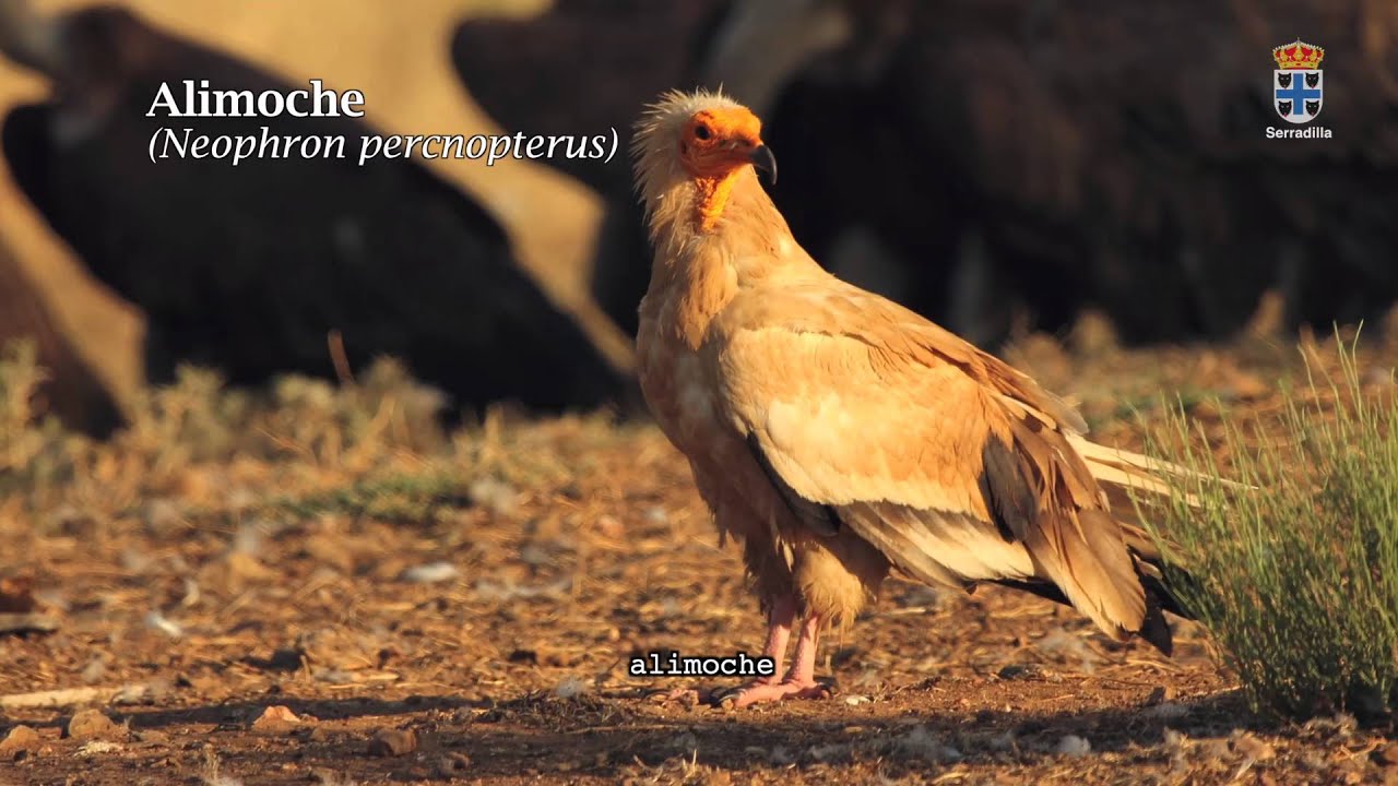 Serradilla es Monfragüe FIO 2016