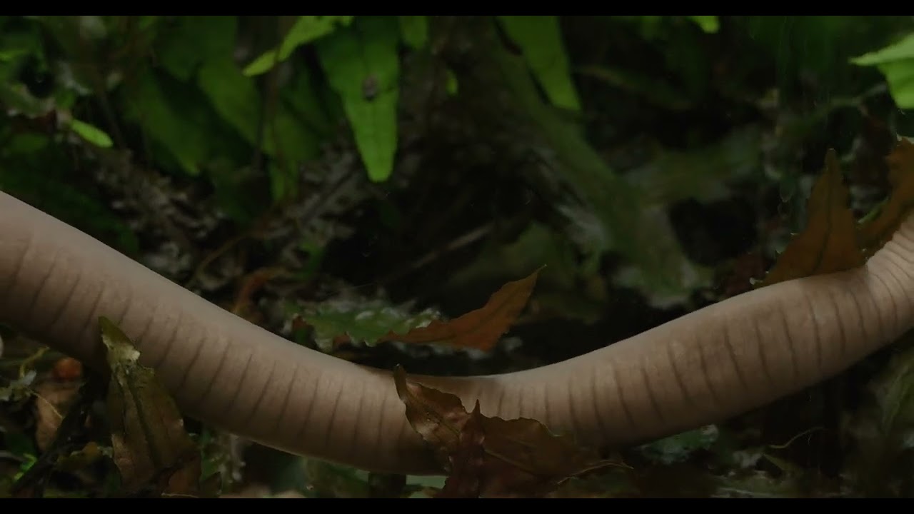 #AmphibianWeek: Meet the Aquatic Caecilian