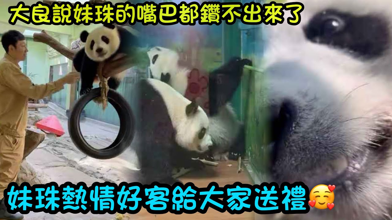 3月17日  妹珠看到飼養員過來，禮貌的給奶爸奶媽送禮（青團）大良說妹珠場地開始限時五分鐘觀看#panda  #cutepanda #熊貓妹珠 #熊貓妹豬