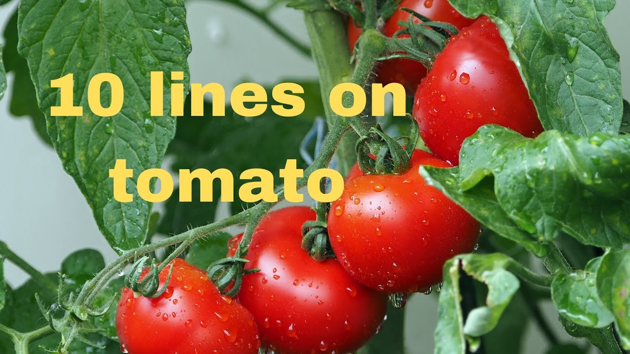 Tomato essay 10 lines in english/ essay on tomato/ few lines on tomato in english