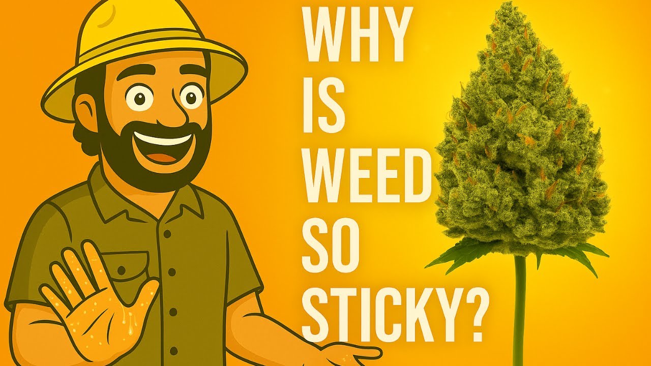 Why Is Weed Sticky? The Truth About Resin & Potency
