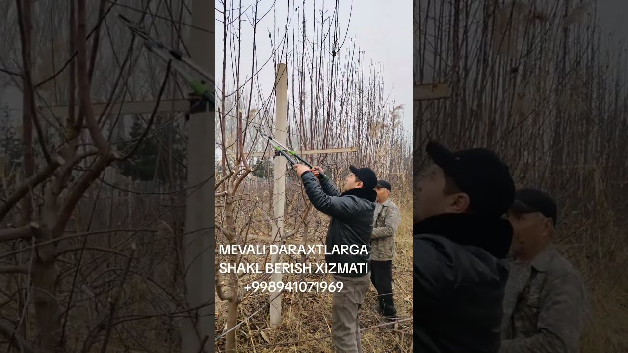 TEZKOR😱VAQTNI BOY BERMASDAN DARAXTLARGA SHAKL BERISH KERAK.HOZIR MEHNAT QILSANGIZ ROHATINI KO'RASIZ 