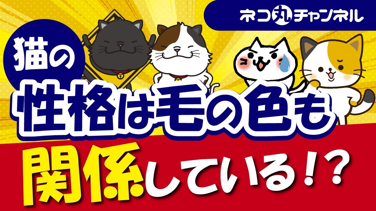 猫の性格は毛色や柄、模様で性格の違いが出る！その理由を解説！