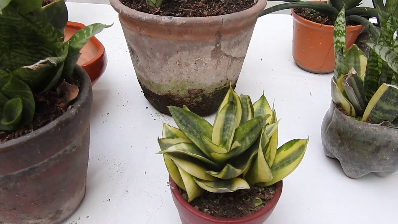 Un arreglo de sansevieria
