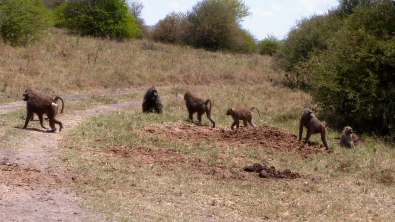 Wild African Baboons Feeding & Mating | Nature Up Close