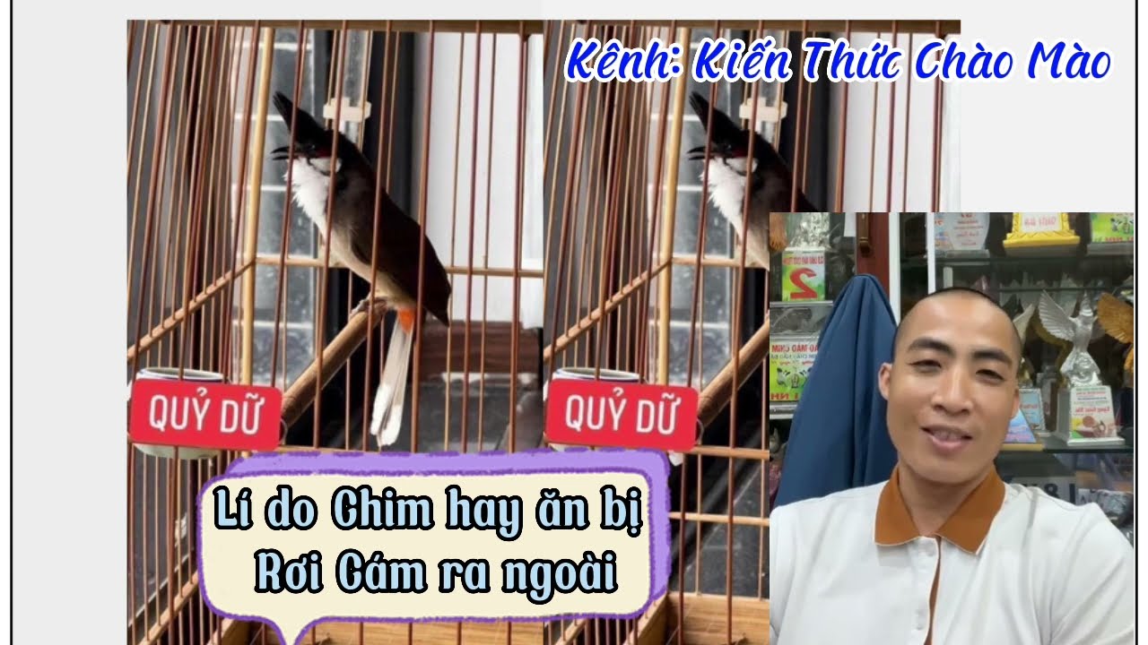 Lí do chim Bổi đi cafe dời là không chơi và lí do chim ăn hay rớt Cám ra ngoài