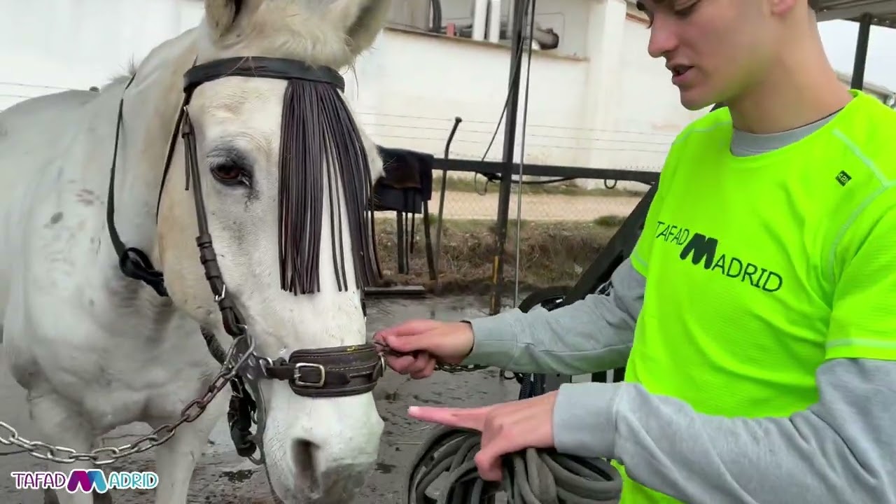 TB4 ecuestre, cómo se da cuerda a un caballo