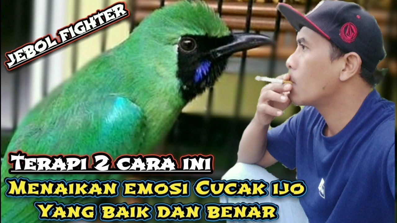 Cara menaikan emosi Cucak ijo‼️Jebol fighter mudah Onfire Gacor dan Jamtrok