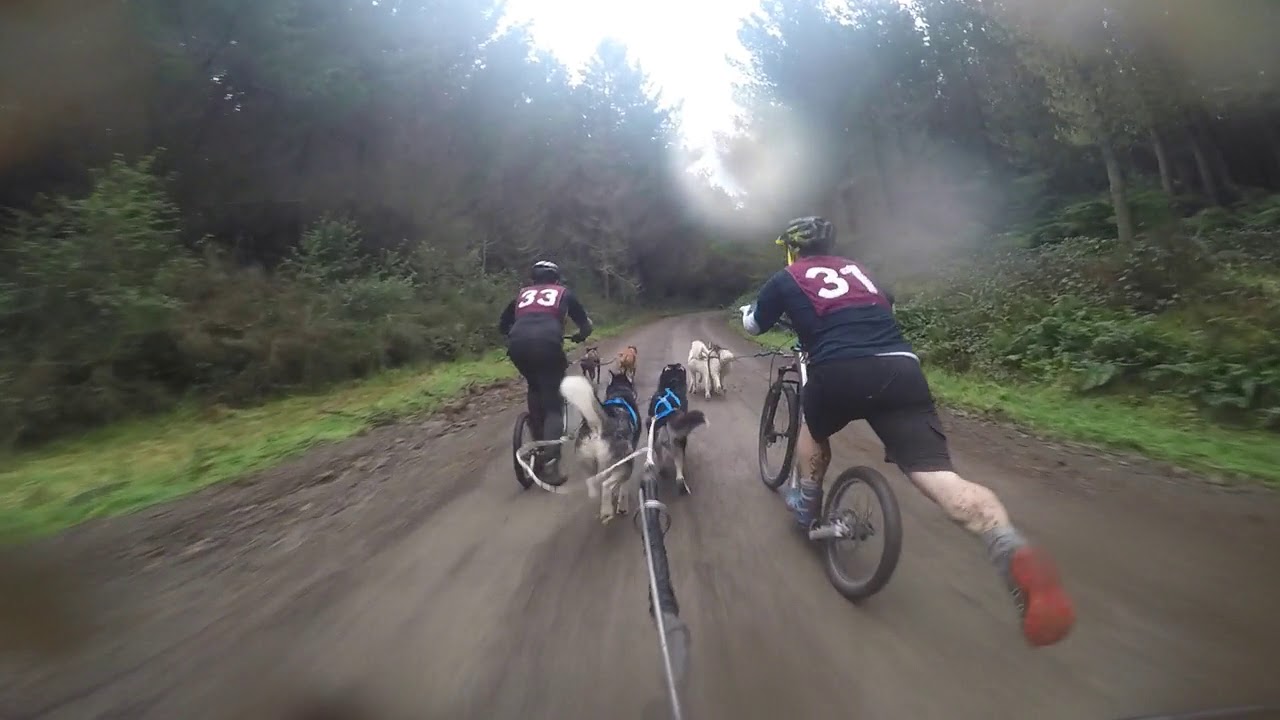 Dog sledding dry land  (NAMC Race)