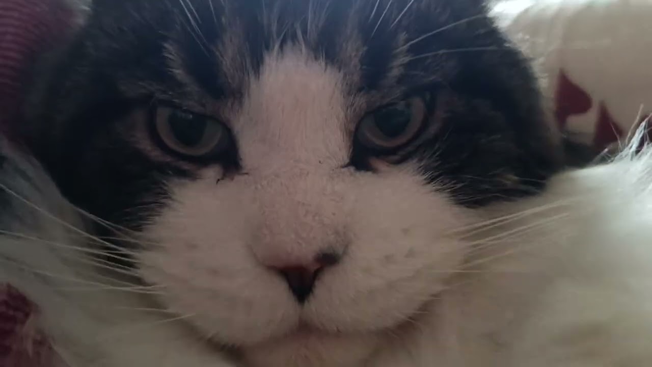 Grumpy Maine Coon Cicero
