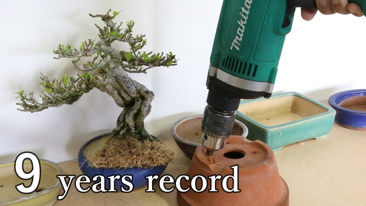 9 year growth record　Gardenia　9年間の成長　クチナシ