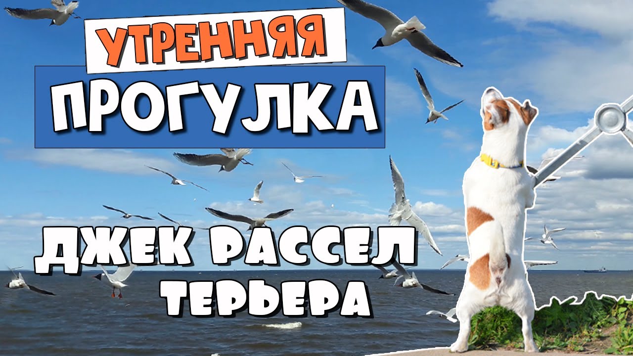 Утренняя прогулка джек рассел терьера/Jack Russell Morning Walk