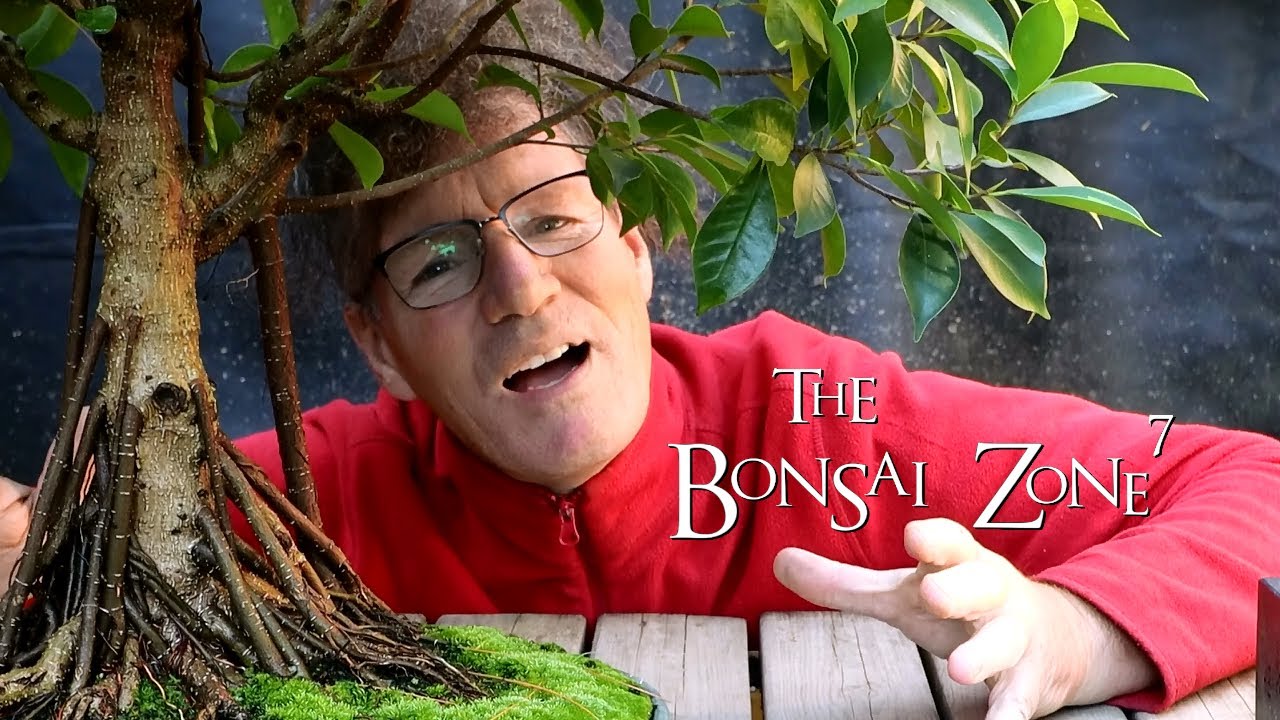 Styling Work on My Ficus Bonsai and More, The Bonsai Zone, Aug 2020
