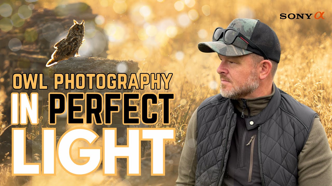 Photographing LONG-EARED OWLS in perfect light || Sony A1 || 4K