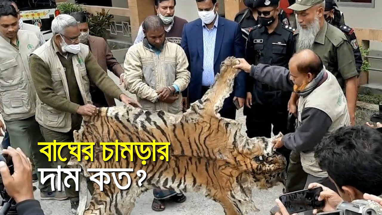 ফাঁদ পেতে বাঘের চামড়া উদ্ধার। সুন্দরবন। sundarban| bdnews24.com
