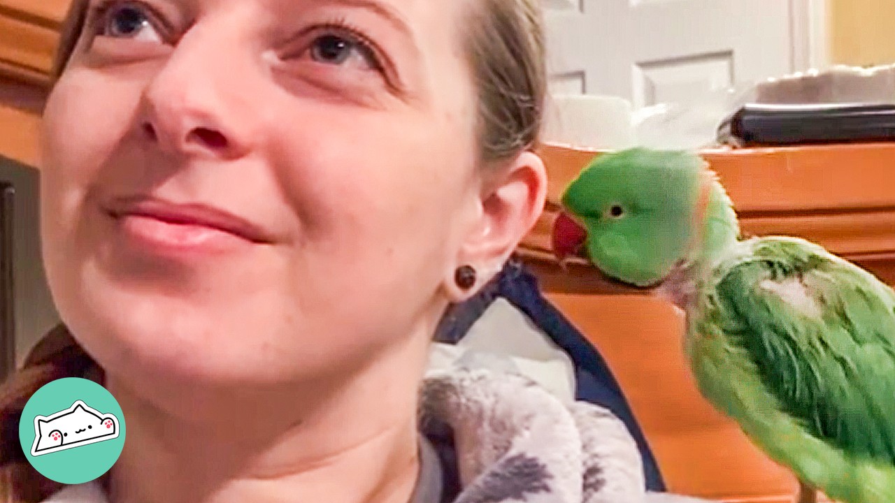 Tiny Parrot Started Talking Like An Old Lady. Everyone's Confused | Cuddle Buddies