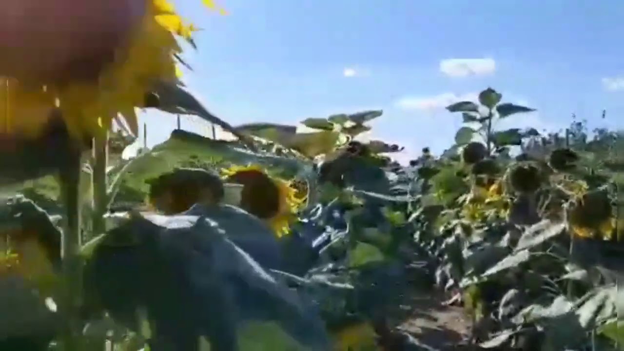 Cancion cat&oacute;lica la Virgencita la Mediadora