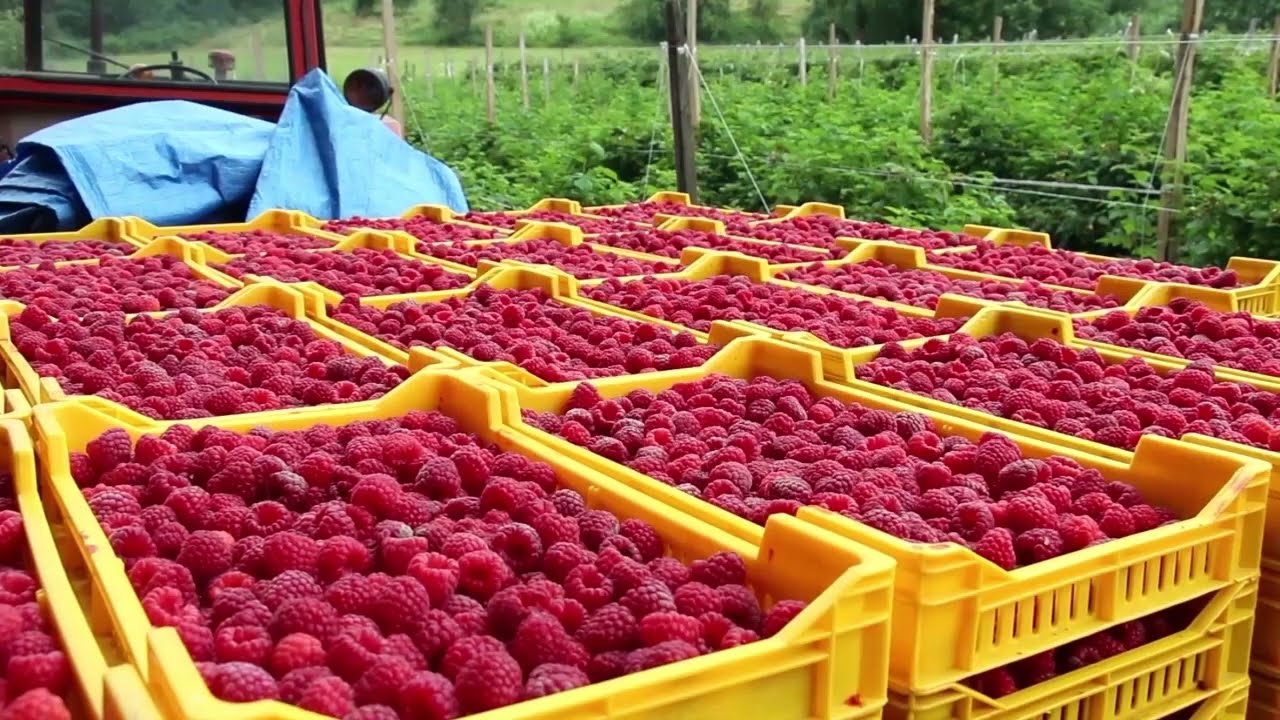 ARILJE 21.06.2023. Počinje berba malina, cena neizvesna