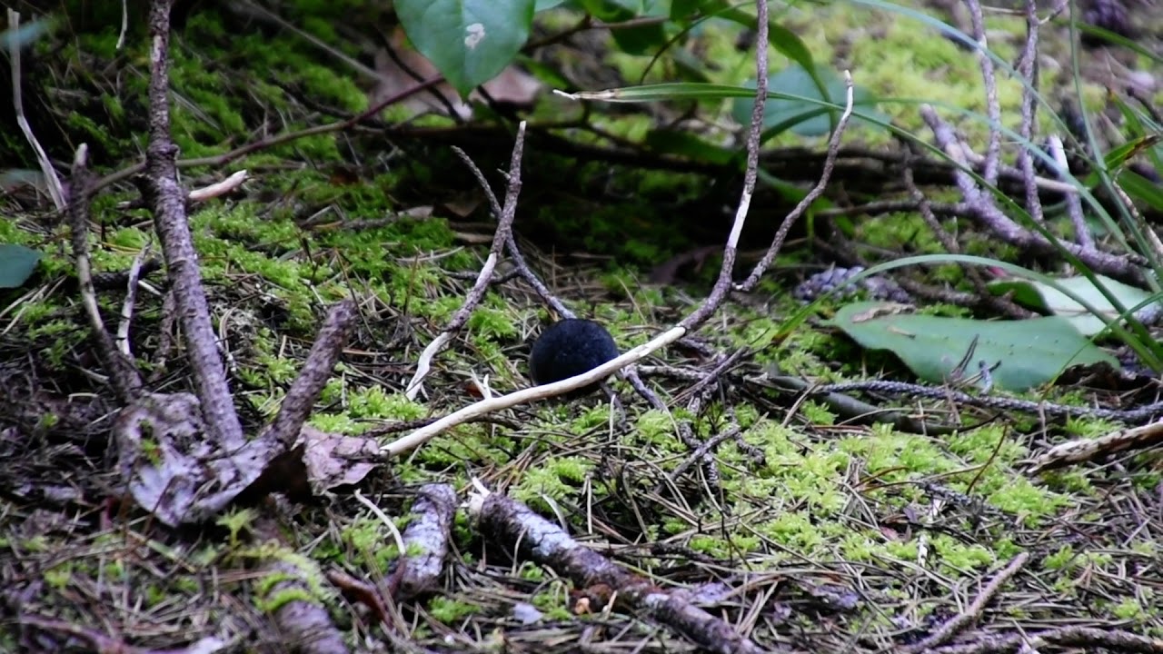 Trowbridge's Shrew (Sorex trowbridgii) Video 2021-04-05 (1)
