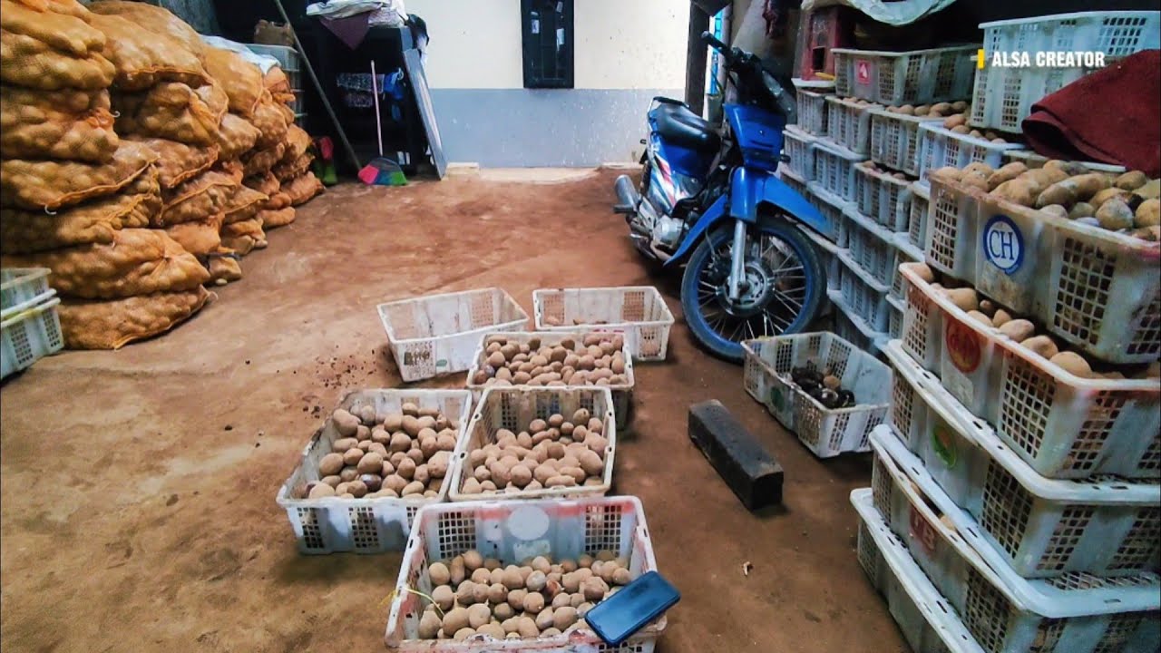 Persiapan Pemilihan BIBIT KENTANG Sebelum Tanam di LAHAN