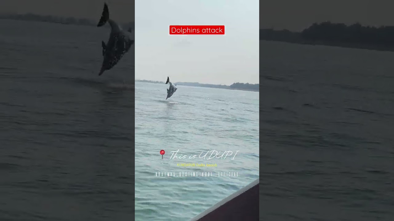 Dolphins at delta beach kodi kundapur #viral #trending #shots #dolphin #dolphins #trend
