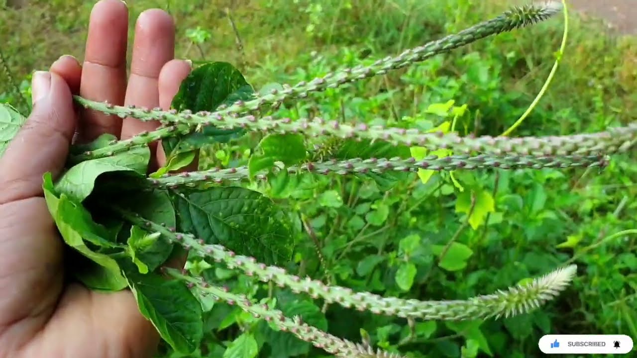 आघाड्याचा काढा | 3 दिवस हा काढा प्या आणि सर्व शरीर निरोगी करा | How to make Green tea #आघाडा