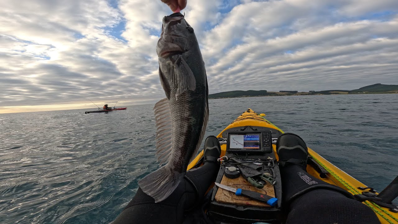 Kayak Fishing – Catching Trumpeter, Kahawai and Blue Cod